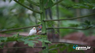 پرندگان زیبای مجتمع گردشگری و اقامتی مزرعه قوها - لاهیجان